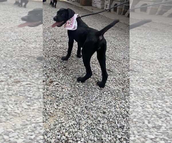 Medium Photo #3 Labrador Retriever-Unknown Mix Puppy For Sale in Frenchburg, KY, USA