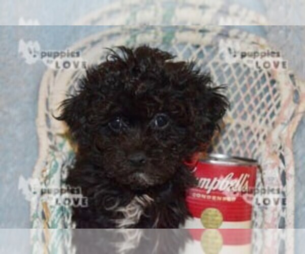 Medium Photo #9 Poochon-Poodle (Toy) Mix Puppy For Sale in SANGER, TX, USA