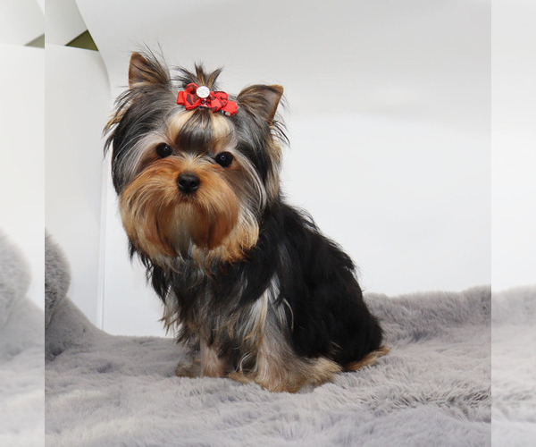 Medium Photo #4 Yorkshire Terrier Puppy For Sale in LOS ANGELES, CA, USA