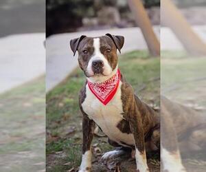 Mutt Dogs for adoption in Belleville, IL, USA