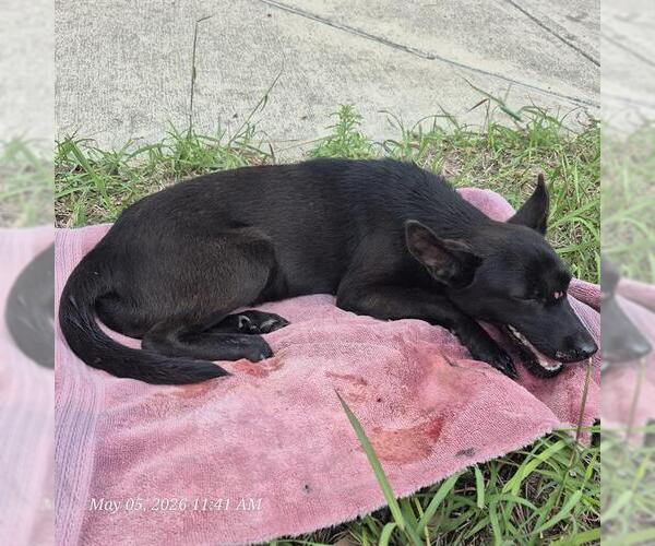 Medium Photo #1 Mutt Puppy For Sale in San Antonio, TX, USA