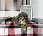Small Photo #7 Bernedoodle (Miniature) Puppy For Sale in FRANKLIN, IN, USA