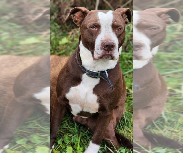 Medium Photo #2 American Pit Bull Terrier-Unknown Mix Puppy For Sale in Germantown, OH, USA