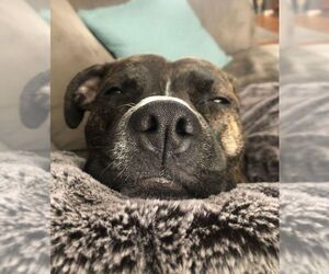 Izzy - Courtesy Post - Female Mutt Dog for Adoption - Photo #3