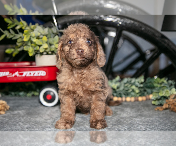 Medium Photo #1 Labradoodle-Poodle (Miniature) Mix Puppy For Sale in MIDDLEBURY, IN, USA