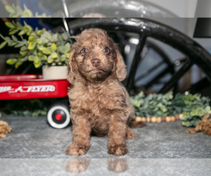 Medium Labradoodle-Poodle (Miniature) Mix