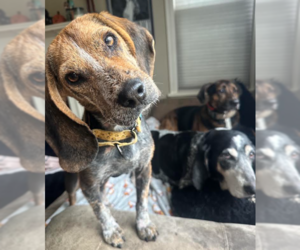 Lottery - Male Beagle-Unknown Mix Dog for Adoption - Photo #3