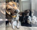 Small Photo #3 Beagle-Unknown Mix Puppy For Sale in Brooklyn Center, MN, USA