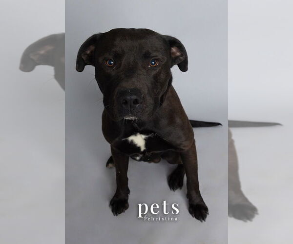 Medium Photo #2 American Staffordshire Terrier-Labrador Retriever Mix Puppy For Sale in Foristell, MO, USA