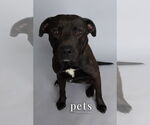 Small #1 American Staffordshire Terrier-Labrador Retriever Mix