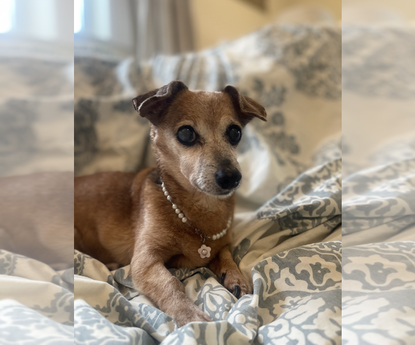 Medium Photo #4 Dachshund-Unknown Mix Puppy For Sale in Weston, FL, USA