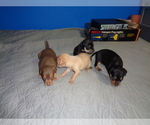 Small Photo #2 Miniature Pinscher Puppy For Sale in RIVER GROVE, IL, USA