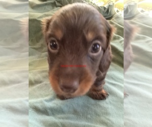 Dachshund Puppy for sale in EAST DOVER, VT, USA