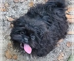 Small Photo #1 ShihPoo Puppy For Sale in CHIPLEY, FL, USA