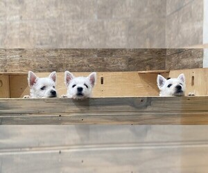 West Highland White Terrier Litter for sale in IDABEL, OK, USA
