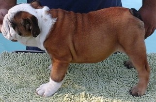 Medium Bulldog