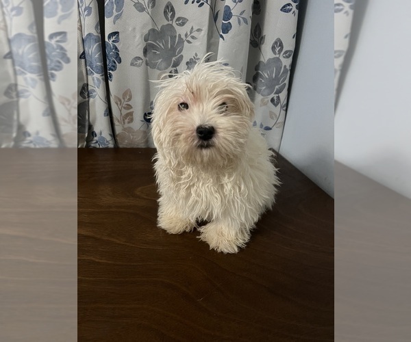 Medium Photo #49 Havanese Puppy For Sale in DURHAM, CT, USA