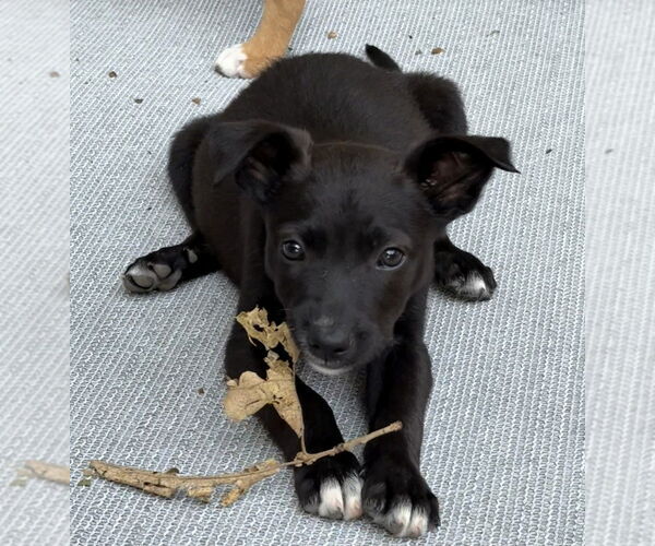 Medium Photo #1 Border Collie-Unknown Mix Puppy For Sale in Bolivar, MO, USA