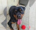 Small #8 Rottweiler