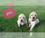 Small Photo #4 Golden Retriever Puppy For Sale in CANTRIL, IA, USA
