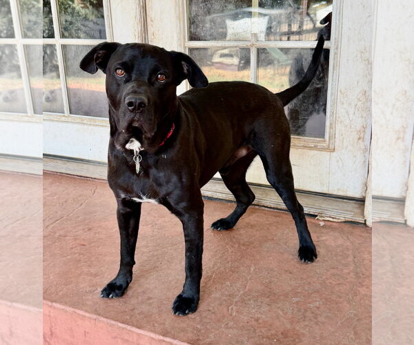 Medium Photo #6 Labrador Retriever-Unknown Mix Puppy For Sale in Lake Elsinore, CA, USA