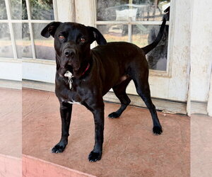Ralphie - Male Labrador Retriever-Unknown Mix Dog for Adoption - Photo #6