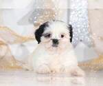 Small Photo #4 Shih Apso Puppy For Sale in BEL AIR, MD, USA