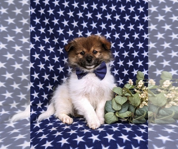 Medium Photo #3 Pomeranian Puppy For Sale in LINCOLN UNIVERSITY, PA, USA