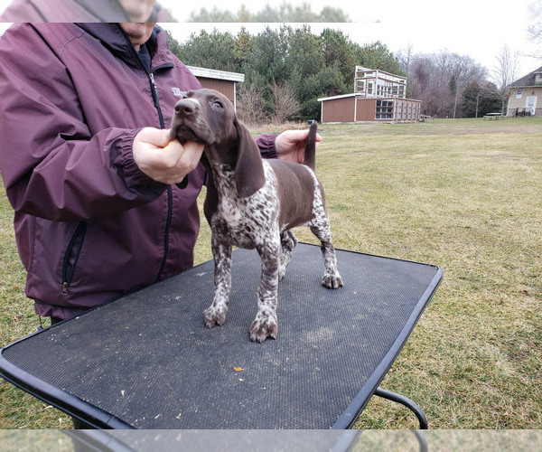 Medium Photo #3 German Shorthaired Pointer Puppy For Sale in NORTH JUDSON, IN, USA