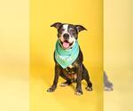 Small #1 American Staffordshire Terrier