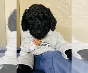Poodle (Standard) Puppy for sale in CHERRY GROVE, MN, USA