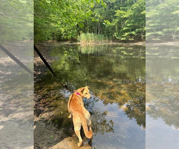 Medium Photo #4 Labrador Retriever-Unknown Mix Puppy For Sale in Spring Lake, NJ, USA