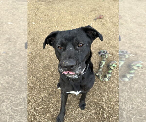 Medium Photo #2 Labrador Retriever-Unknown Mix Puppy For Sale in Evansville, IN, USA