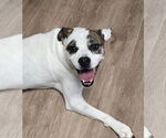 Small #6 Boston Terrier-Boxer Mix