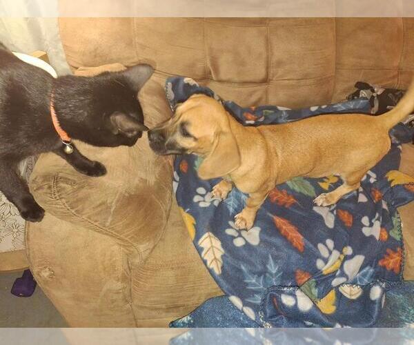 Medium Photo #4 Chiweenie Puppy For Sale in Coldwater, MI, USA
