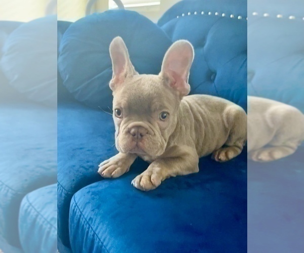 Medium Photo #15 French Bulldog Puppy For Sale in CARLSBAD, CA, USA
