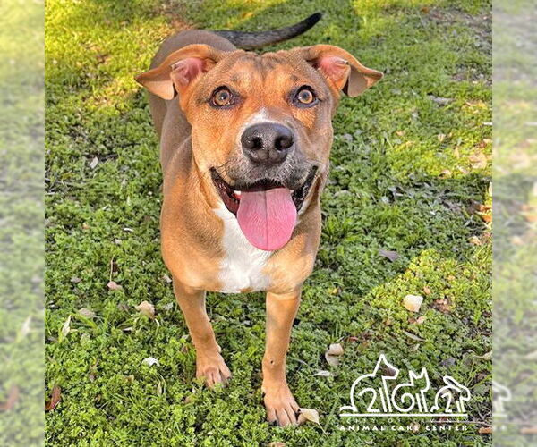 Medium Photo #2 Mutt Puppy For Sale in Irvine, CA, USA