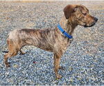 Small #9 Mountain Cur-Plott Hound Mix