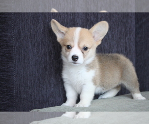 Pembroke Welsh Corgi Puppy for sale in SAN FRANCISCO, CA, USA