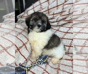 ShihPoo Puppy for sale in FRANKLIN, IN, USA