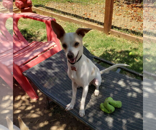 Medium Photo #3 Italian Greyhuahua Puppy For Sale in Lindsay, CA, USA