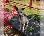 Small #2 Italian Greyhuahua
