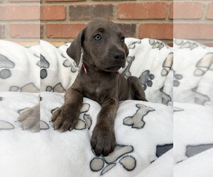 Mutt Dogs for adoption in Goodyear, AZ, USA