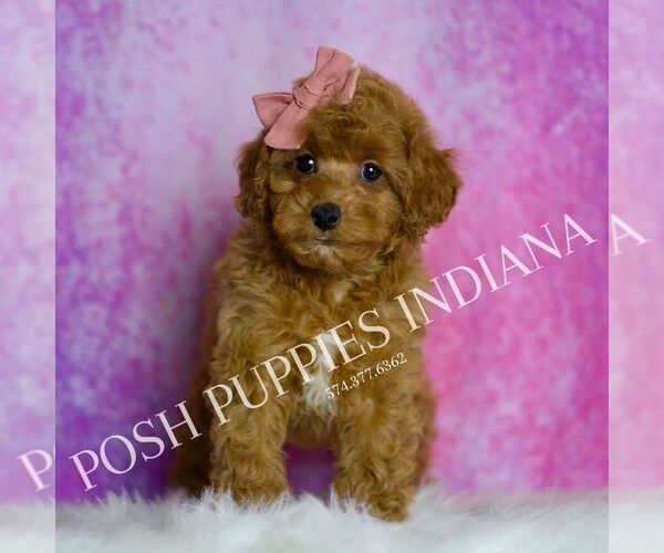 Medium Photo #6 Poodle (Toy) Puppy For Sale in WARSAW, IN, USA