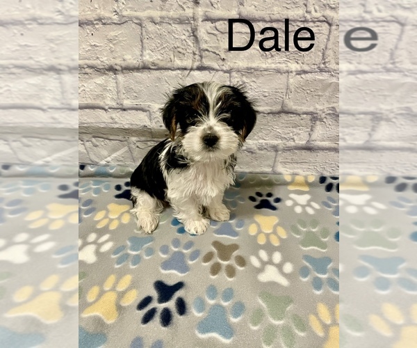 Medium Photo #3 Yorkshire Terrier Puppy For Sale in BUCKEYE, AZ, USA