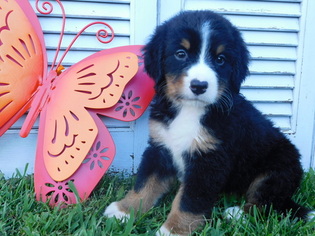 Bernese Mountain Dog Puppy for sale in BALTIC, OH, USA