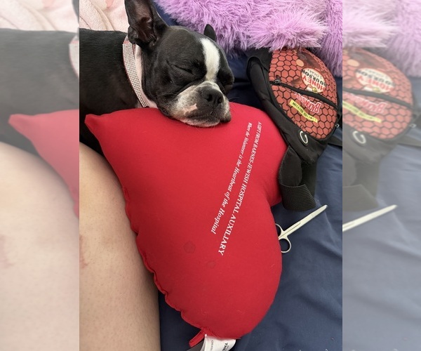 Medium Photo #1 Boston Terrier Puppy For Sale in SPRINGFIELD, IL, USA