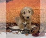 Small #7 Goldendoodle
