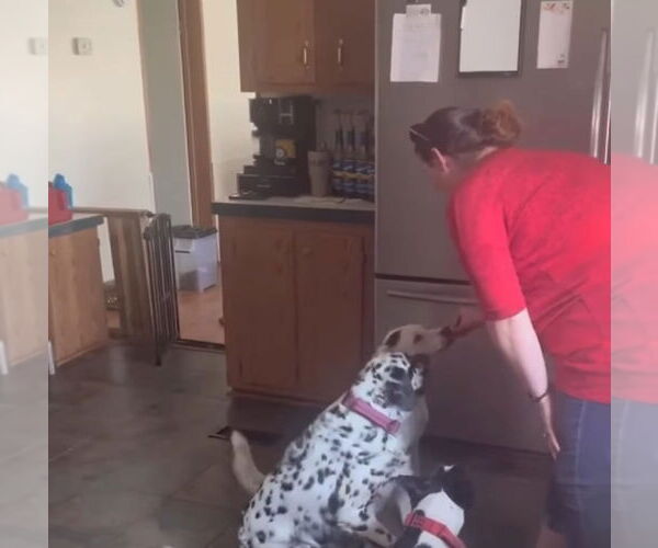 Medium Photo #15 English Setter-Labrador Retriever Mix Puppy For Sale in Rustburg, VA, USA