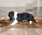 Small Photo #4 Basset Hound Puppy For Sale in BYHALIA, MS, USA